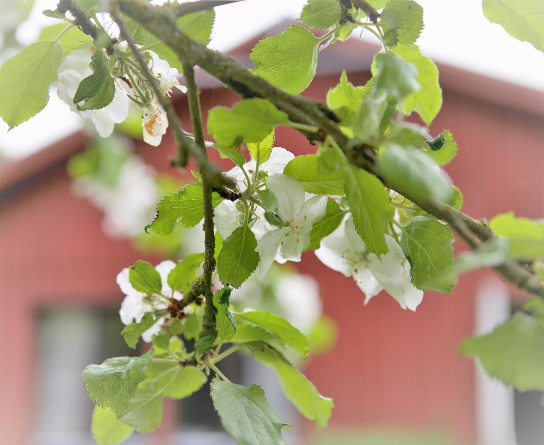 Villa Maria Garden Cottages, Helsingborg Buitenkant foto